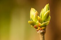 Gemmotherapie  width=