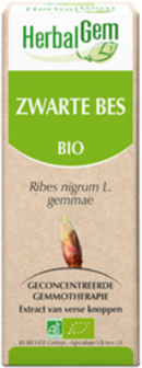 Zwarte Bes - Ribes nigrum gemmae
