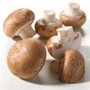 Paddestoelen